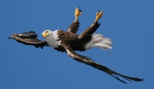 Upsidedown Eagle